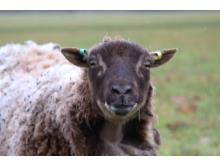 Biscuit the Shetland ewe